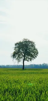 Tranquil scene of a lone tree in a vast green field against a bright sky.