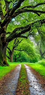 Serene dirt path with lush green trees.