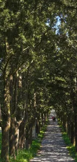 Serene path surrounded by tall trees in a tranquil forest setting.