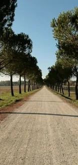 Tree-lined dirt road under clear sky.