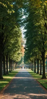 Serene tree-lined pathway under sunlight, perfect for a nature-inspired wallpaper.