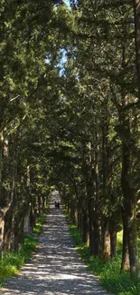 Tree-lined pathway with lush greenery and sunlight filtering through.