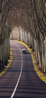 Scenic road through tree-lined avenue with serene atmosphere.