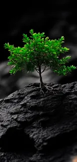 A vibrant green tree stands out against a black rock background.