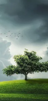 Mobile wallpaper of a single tree on a green hill under cloudy sky.