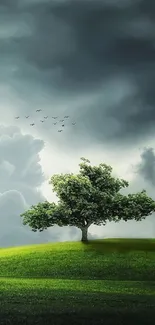 Lone tree on a green hill under stormy clouds.