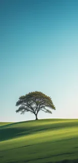 Lone tree on a lush green hill under blue sky.