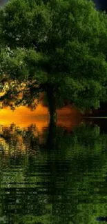 Serene green tree reflected in calm water at sunset.