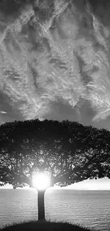 Monochrome tree silhouette with dramatic sky in background.