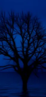 Serene silhouette of a tree against a dark blue background.