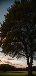 Large silhouetted tree at sunset with a peaceful evening sky.