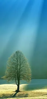 A solitary tree basking in sunrays under a vast blue sky.
