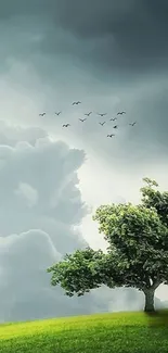 Wallpaper of a lone tree on a green hill under stormy clouds.