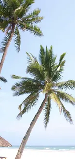 Tropical beach wallpaper with palm trees and blue sky.