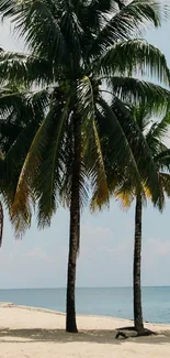 Tropical beach wallpaper with palm trees and calm ocean.