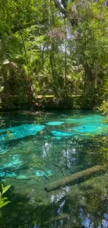 Emerald green forest pool with lush trees and reflective water.