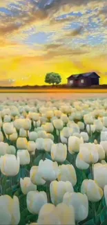 Field of tulips with a sunset and a house in the distance; peaceful scene.