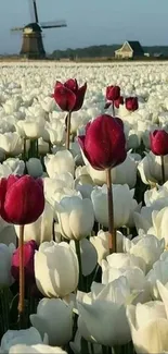 Mobile wallpaper of a tulip field with a windmill.