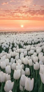 Field of white tulips under a colorful sunrise sky.