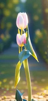 Sunlit tulip garden with two blooming flowers.