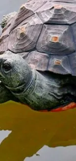 Turtle gracefully swimming in a serene pond.