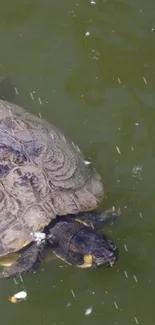 A turtle swimming in an olive green pond, creating a serene scene.