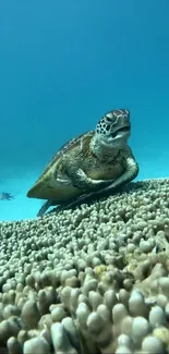 A serene underwater scene featuring a sea turtle swimming over coral in a blue ocean.