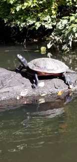 Turtle resting on river log under green foliage.