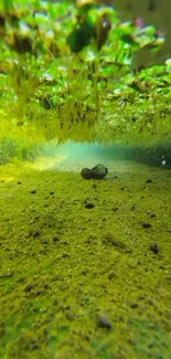 Serene underwater view with lush algae