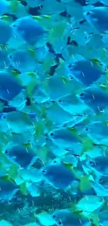 Vibrant tropical fish swimming in clear blue waters.