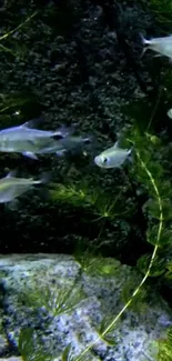 Underwater scene with fish swimming among plants in dark green waters.