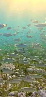 School of fish swimming underwater among coral reefs.