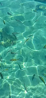 Tropical fish swimming in clear turquoise water wallpaper.