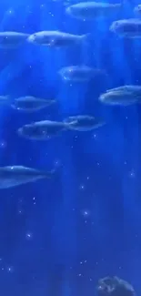 Underwater scene with fish swimming in deep blue ocean hues.