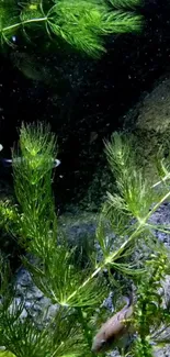 Underwater aquarium with green plants and fish.