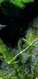 Underwater scene with green aquatic plants and a tranquil atmosphere.