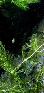 Lush green aquatic plants underwater in a serene scene.