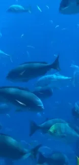 Serene underwater view with diverse fish swimming in a blue ocean background.