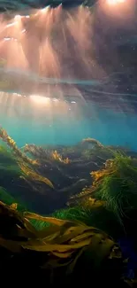 Sunlit kelp forest underwater scene in blue ocean.