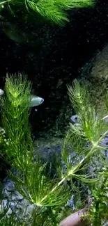 Underwater scene with green plants and swimming fish in a tranquil setting.