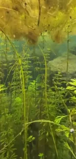 Serene underwater view with lush plants.