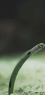 Underwater snake gracefully emerging in a serene aquatic setting.