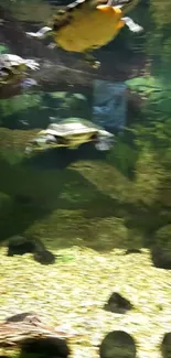 Underwater scene with turtles swimming in a lush green aquascape.