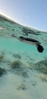 Sea turtle swimming in clear ocean water over a colorful coral reef.