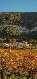 Vineyard with golden grapevines under a blue sky.