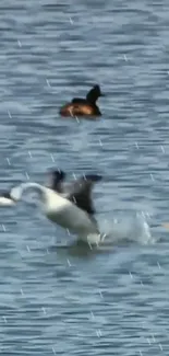 Birds in motion over a tranquil lake background wallpaper.