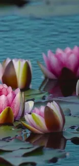 Blooming water lilies on a serene pond.