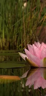 Pink water lilies reflect on a tranquil pond with lush greenery.