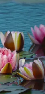 Serene mobile wallpaper with pink water lilies floating on tranquil water.