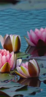 Pink water lilies on a tranquil pond, creating a serene mobile wallpaper.